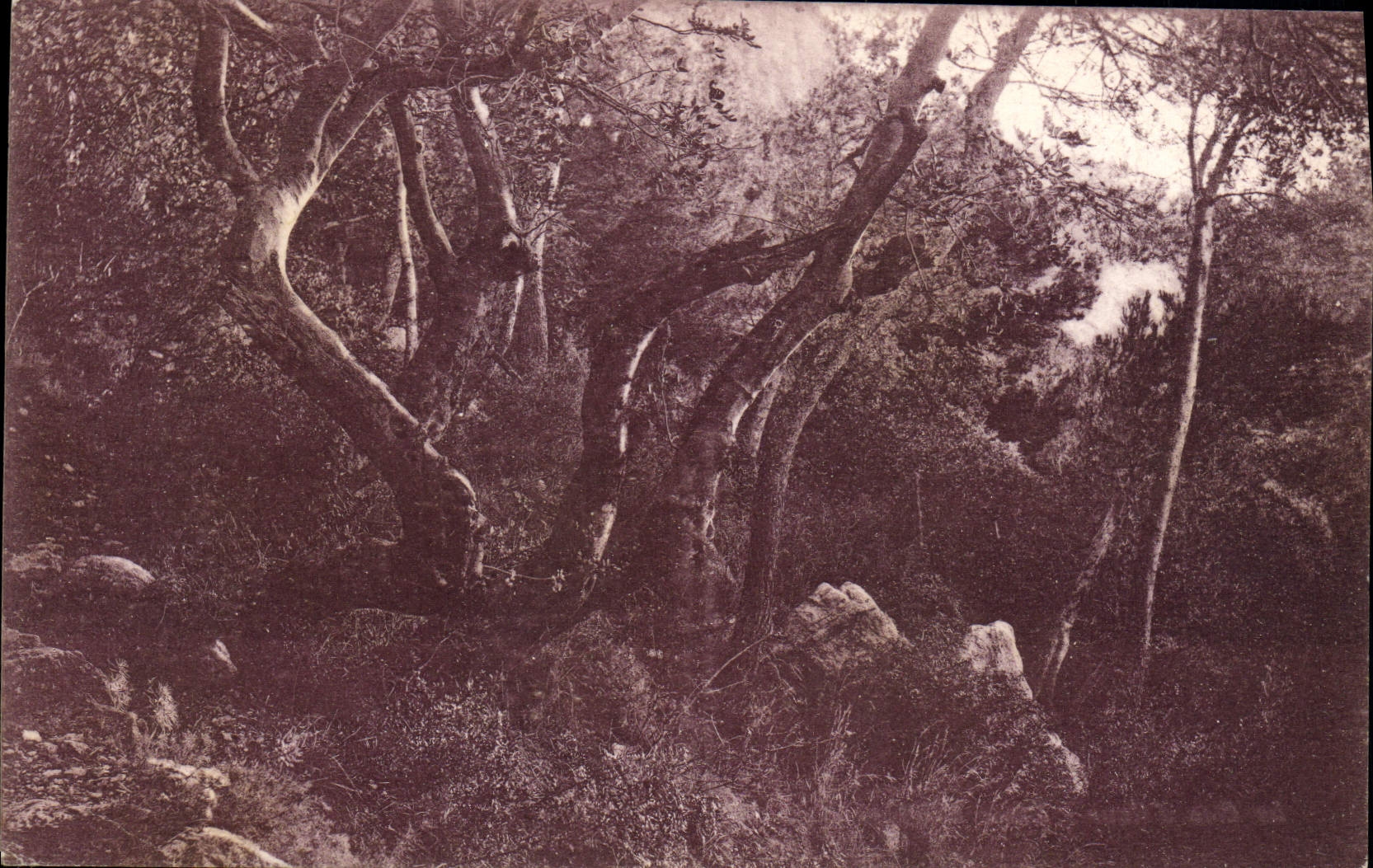 VINTAGE POSTCARD Dimension Of Azure Details Of Trees