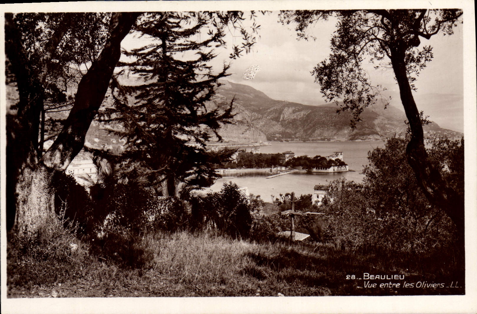 CPA Beaulieu Vue entre les oliviers