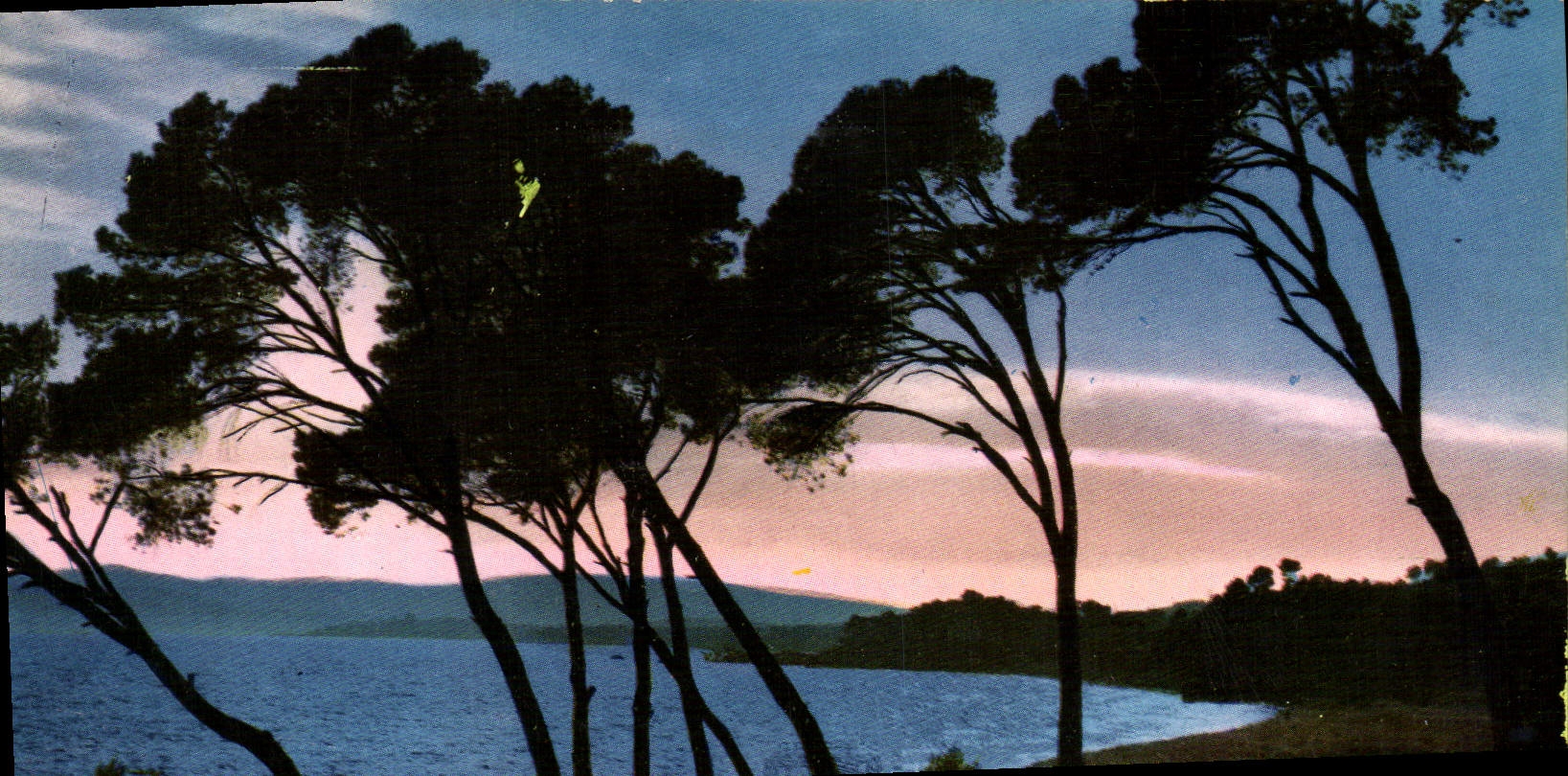 M Coucher de soleil a travers les pins parasols