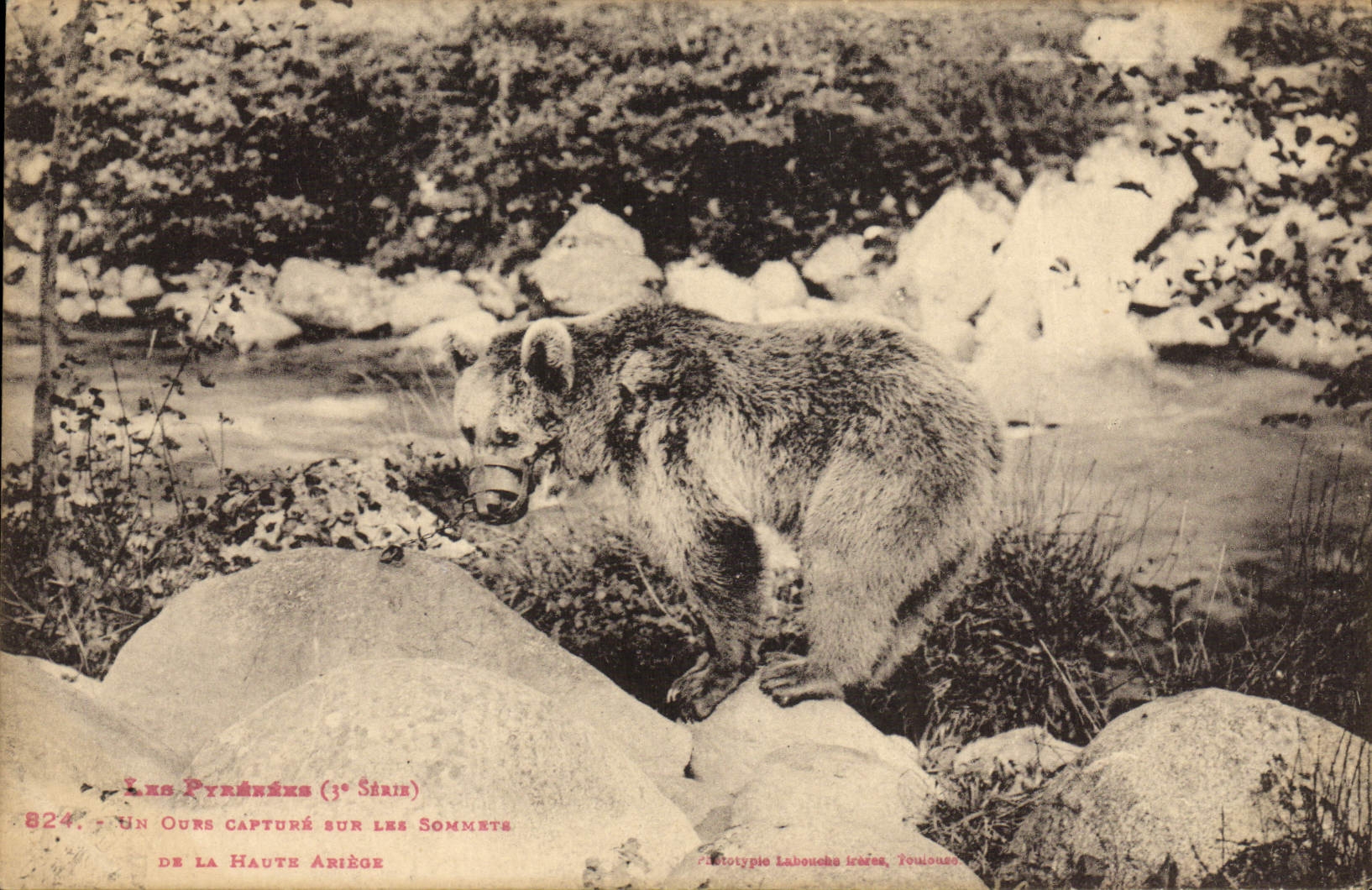 CPA Ours Pyrenees Un ours capture sur les sommets de la Haute Ariege