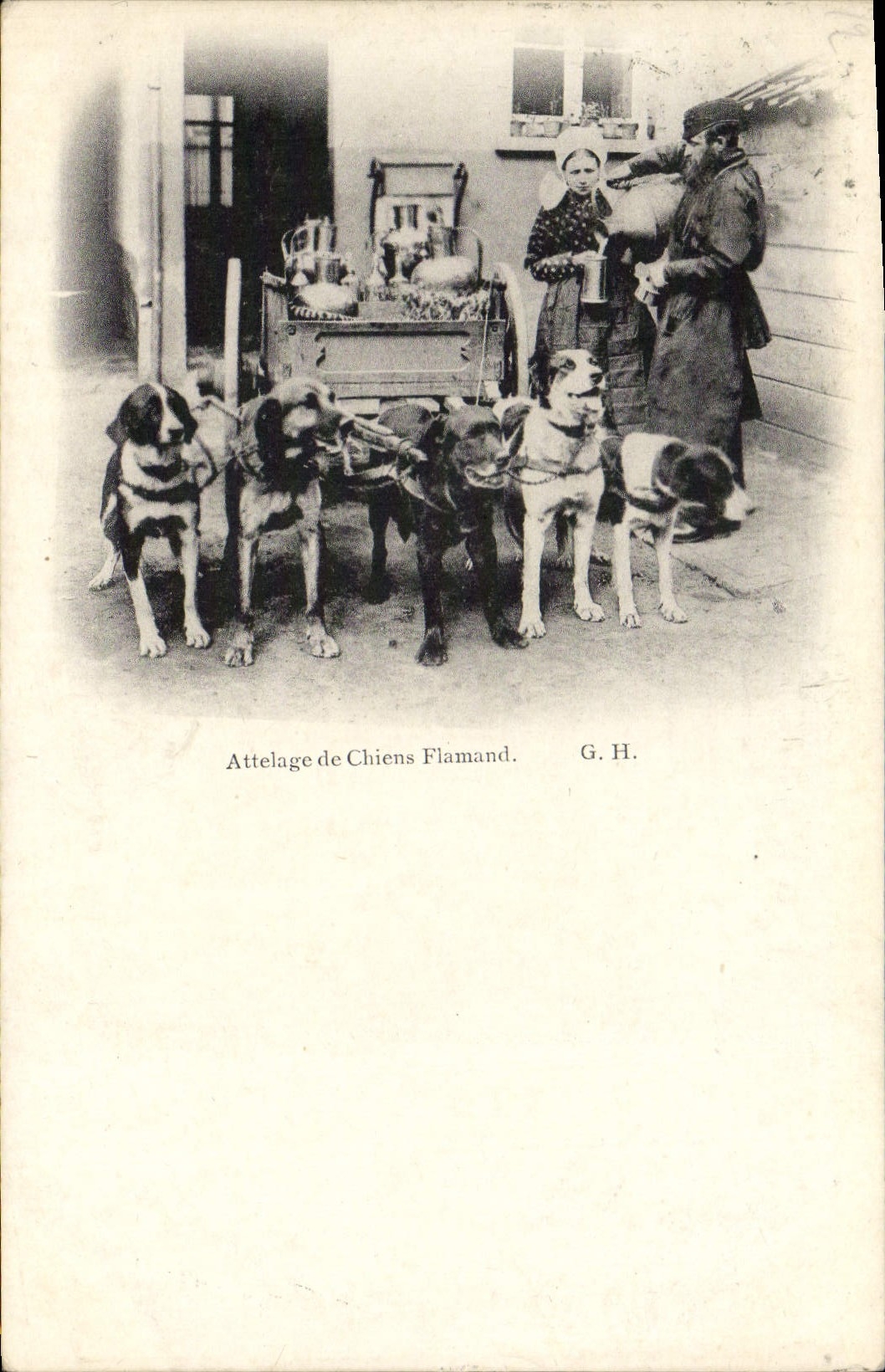VINTAGE POSTCARD Dog Dogs Coach of Flemish dogs
