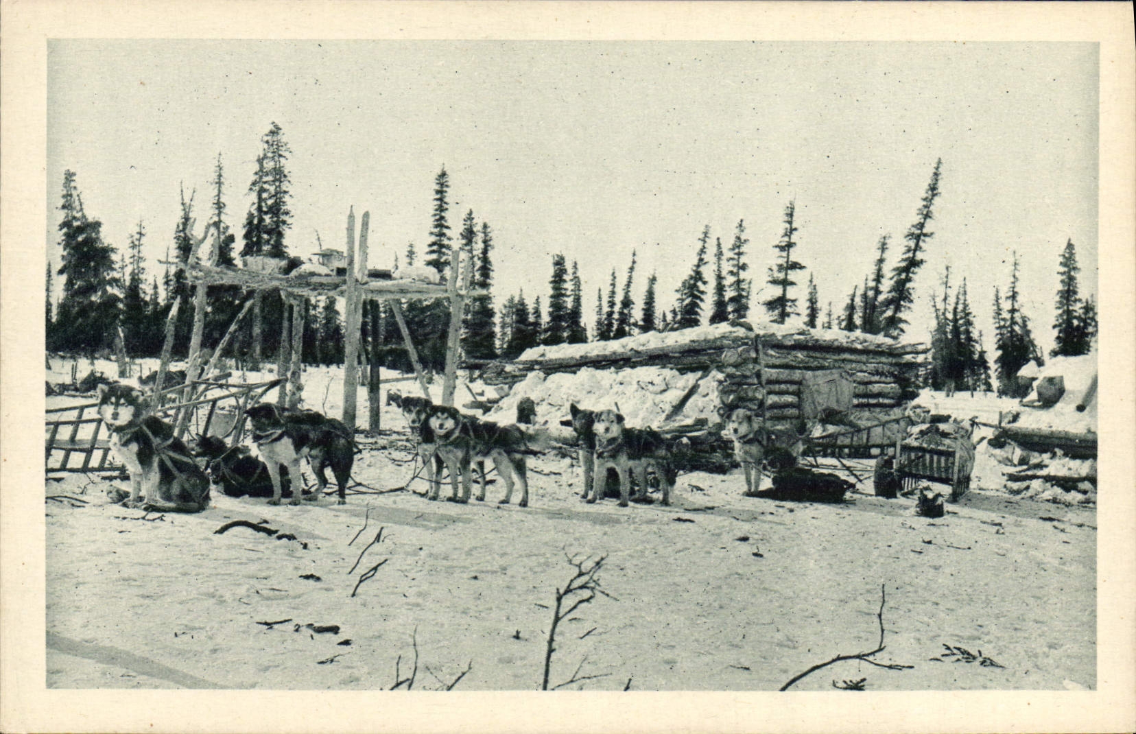 VINTAGE POSTCARD Chien Dogs travels from There on the circle Arctique Alsaka Polaire