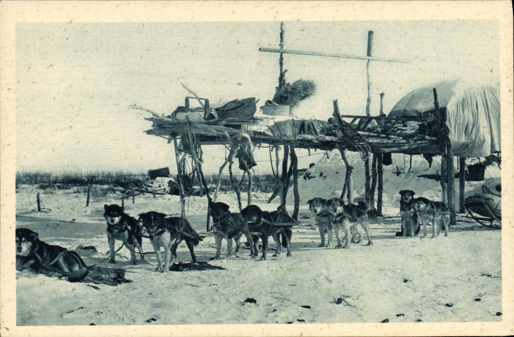 VINTAGE POSTCARD Chien Dogs the mails of North Rings Arctic Alaska