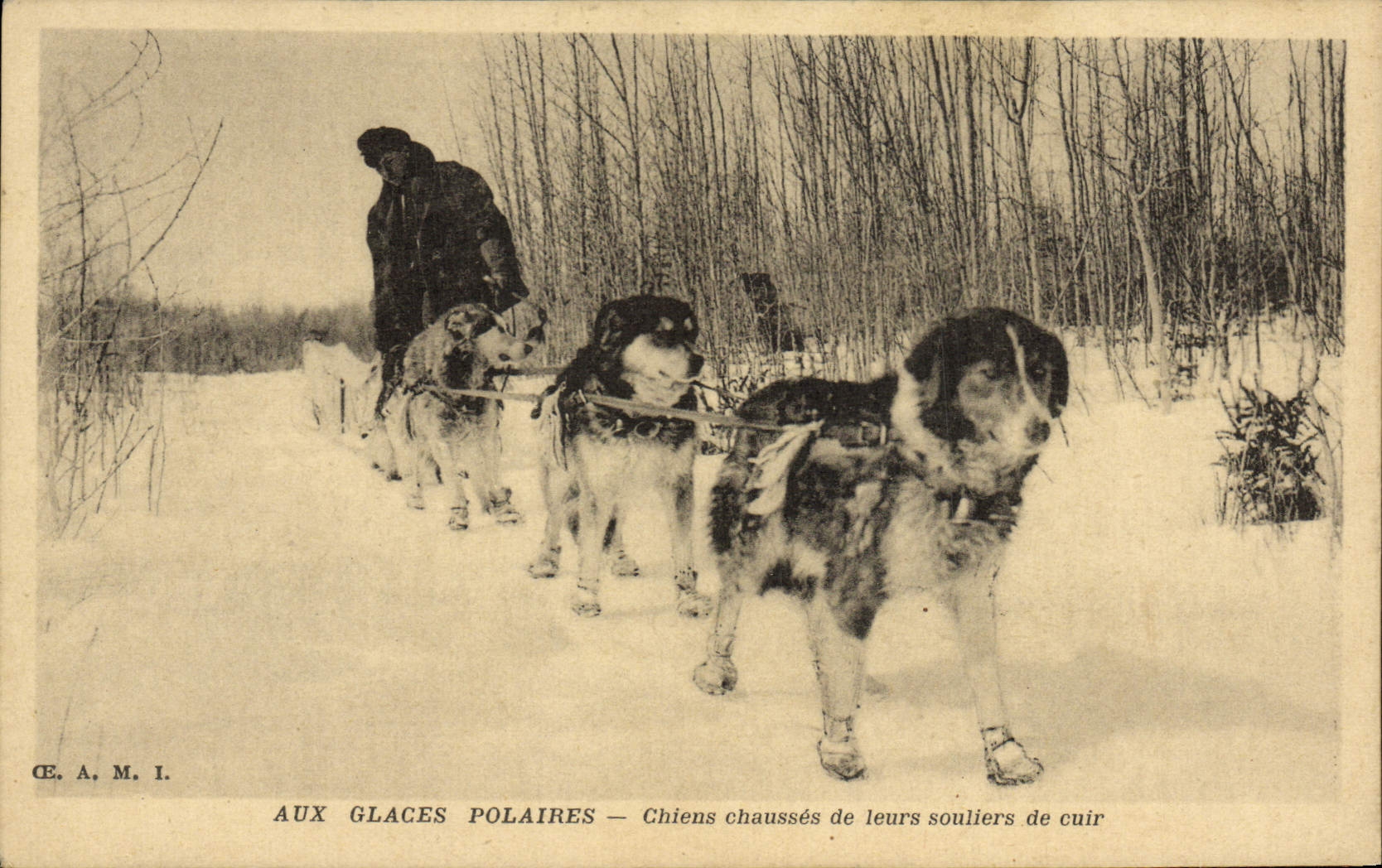 CPA Chien Chiens Aux glaces polaires Chiens chausses de leurs souliers de cuir