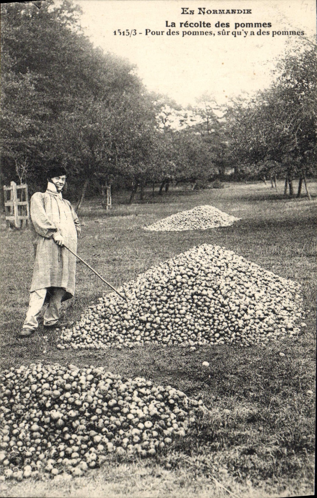 VINTAGE POSTCARD Normandy the harvest of apples