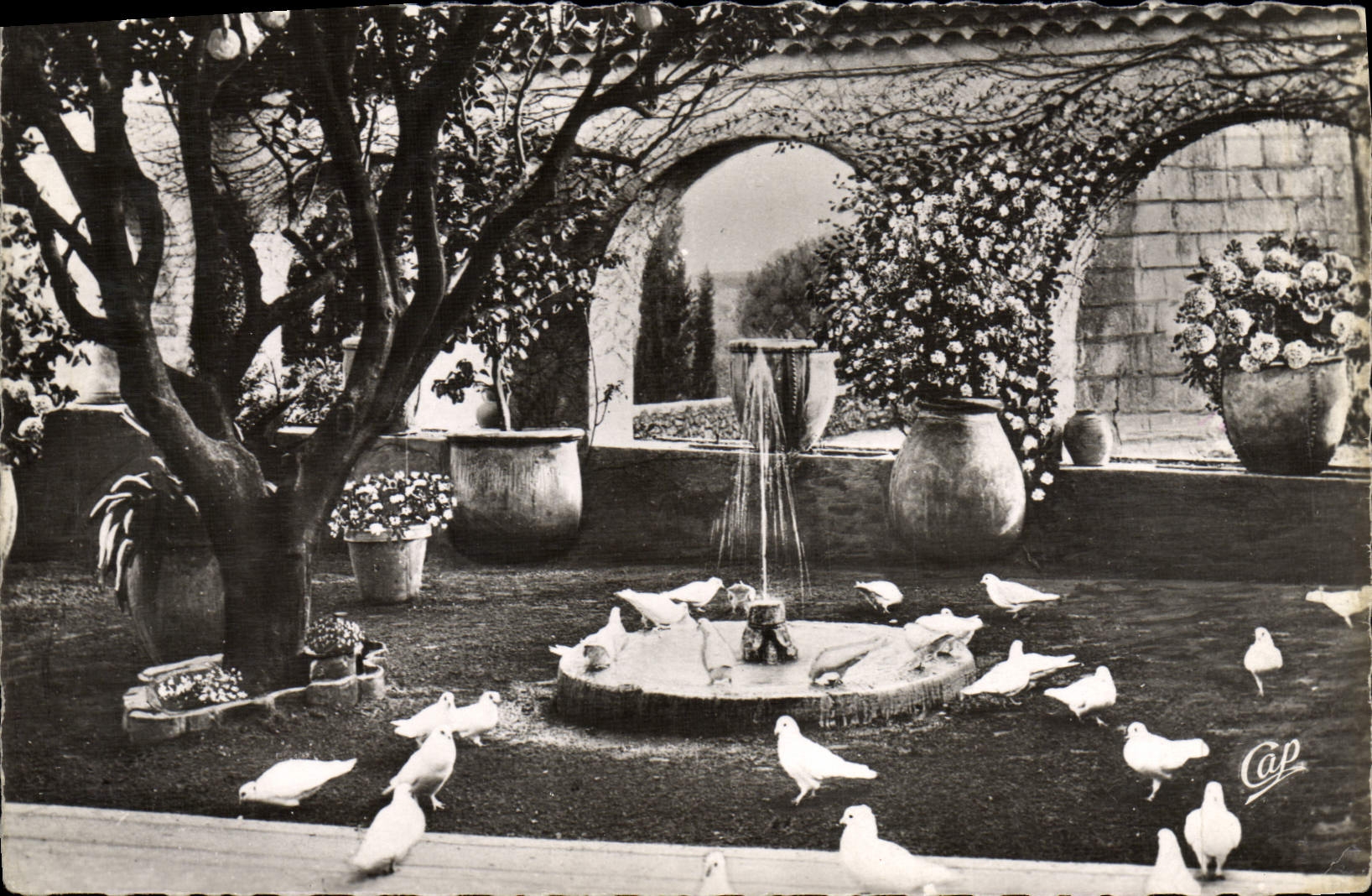 CPA Saint Paul De Vence La Colombe d'or Jardin Provencal