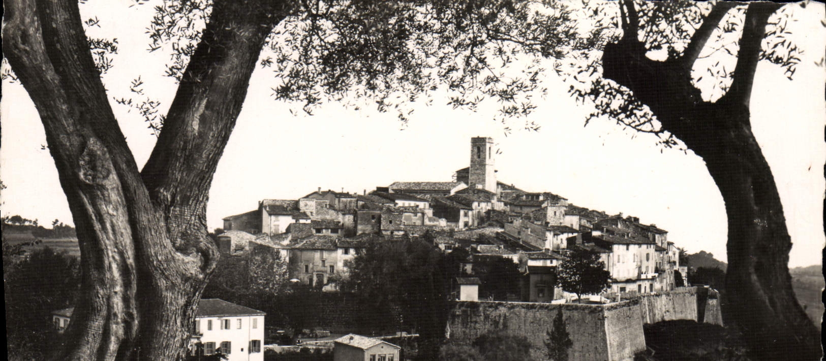 POSTAL San Pablo de la VENDIMIA visto a través de los aceituna-árboles