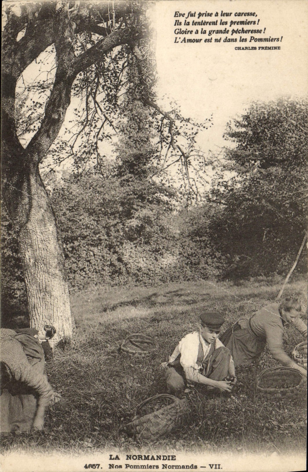 POSTAL Normandía de la VENDIMIA nuestros manzanos normandos