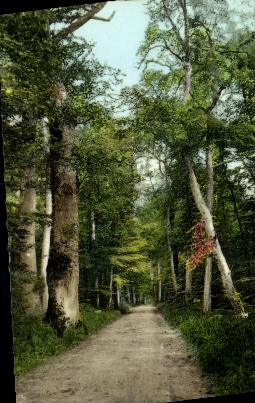 CPM Foret de Fontainebleau La Route de la Tillaie