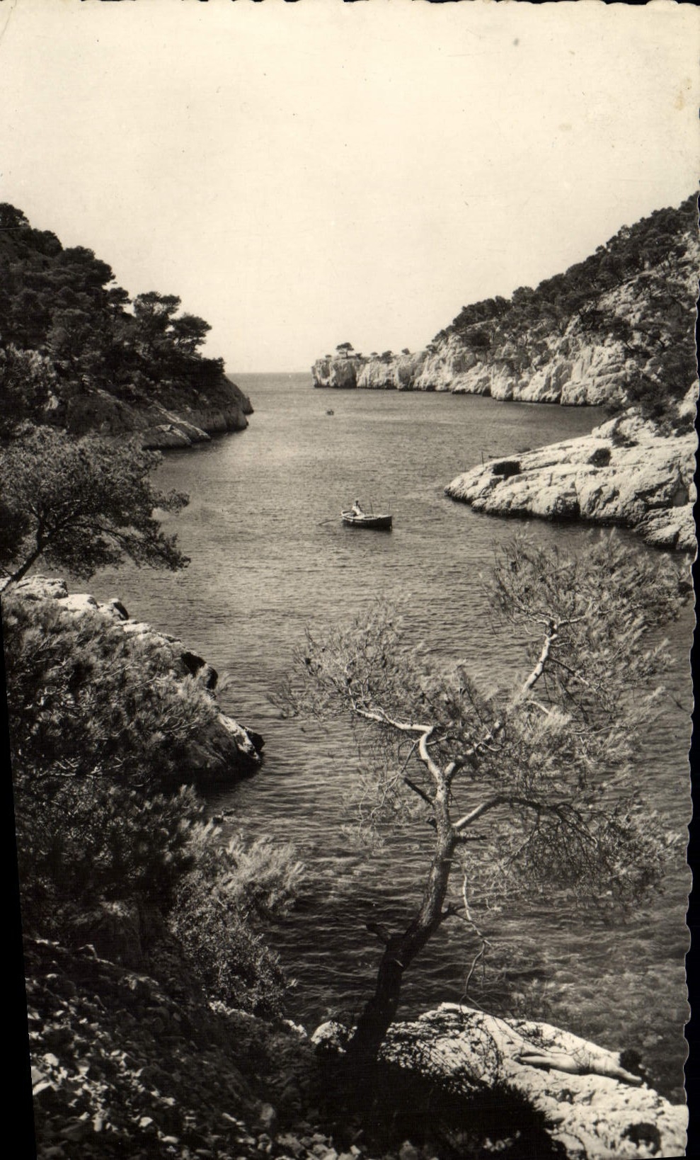 MODERN CARD Blackcurrant Creek of Port Pine