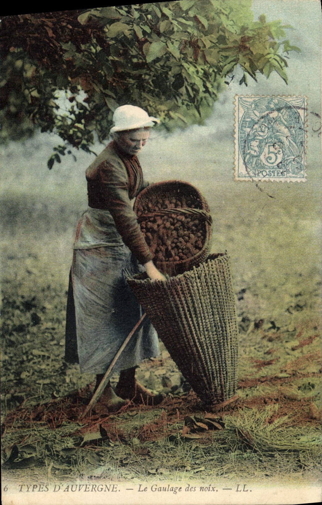 CPA Folklore Auvergne La gaulage des noix 