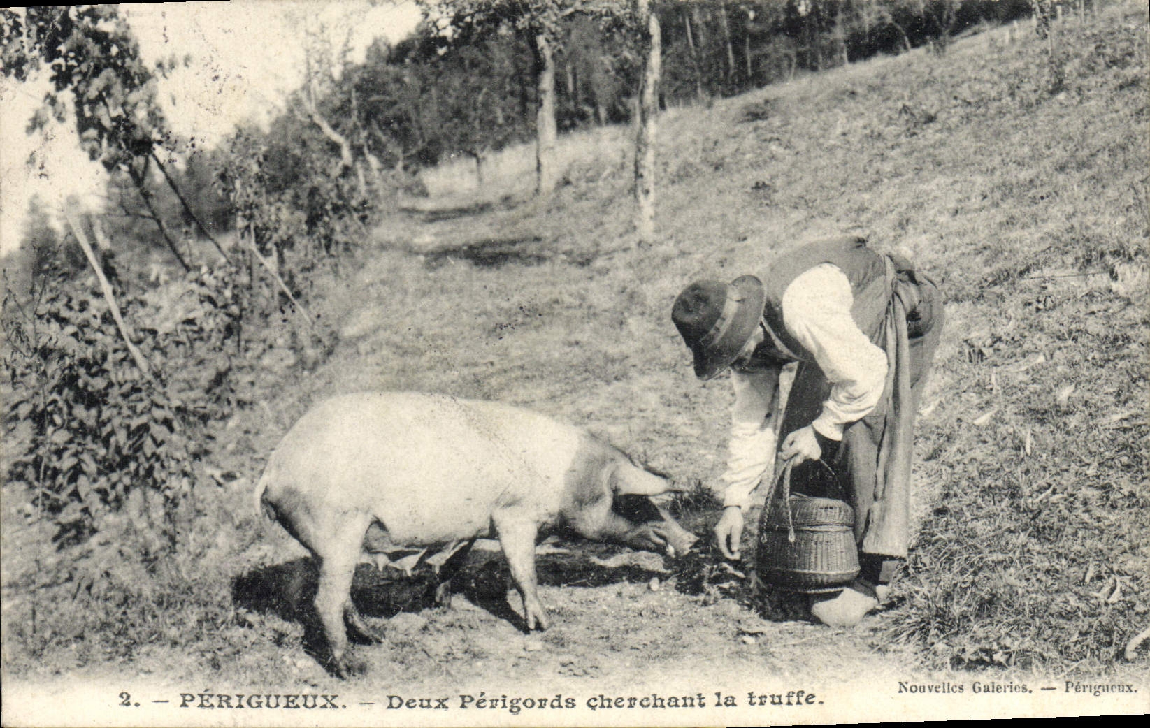 Folklore Périgueux del cerdo del cerdo de la POSTAL de la VENDIMIA dos perigords que buscan la trufa