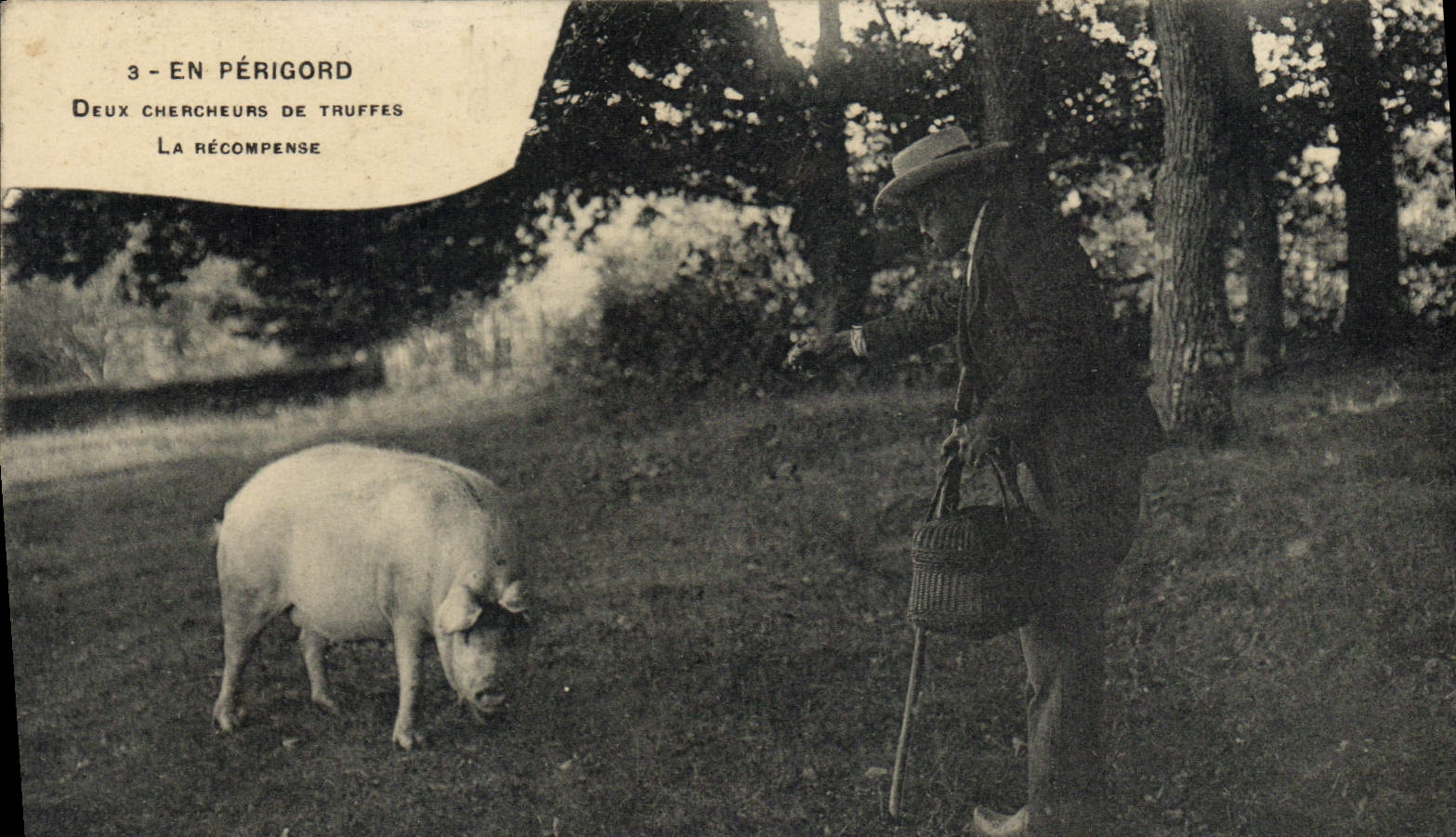 Folklore del cerdo del cerdo de la POSTAL de la VENDIMIA en Perigord dos investigadores de la trufa la recompensa