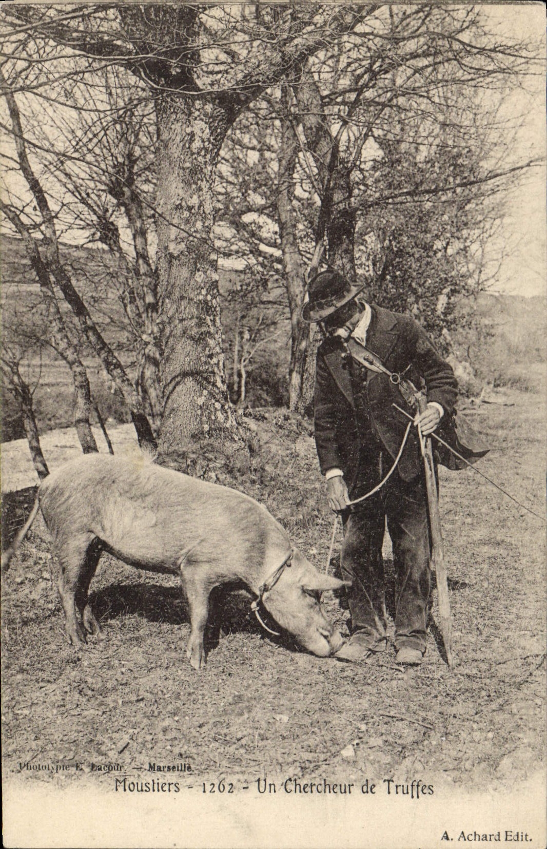 CPA Cochon Porc Folklore Moustiers Un chercheur de truffes TOP