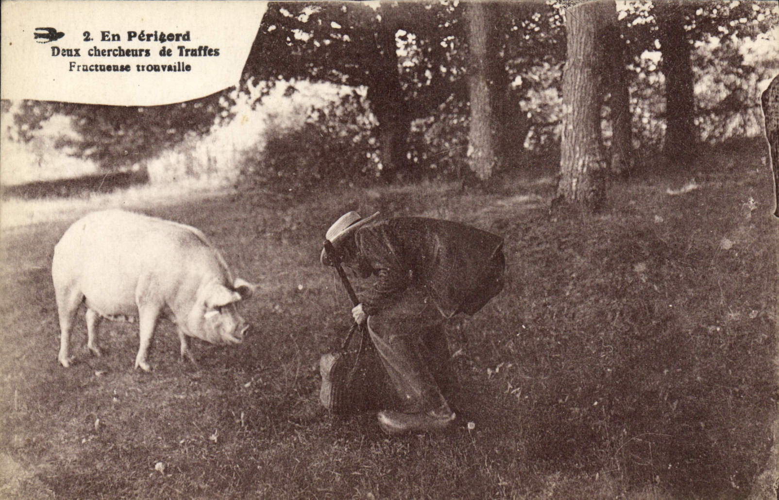 Trufa de Perigord de los investigadores del folklore dos del cerdo del cerdo de la POSTAL de la VENDIMIA