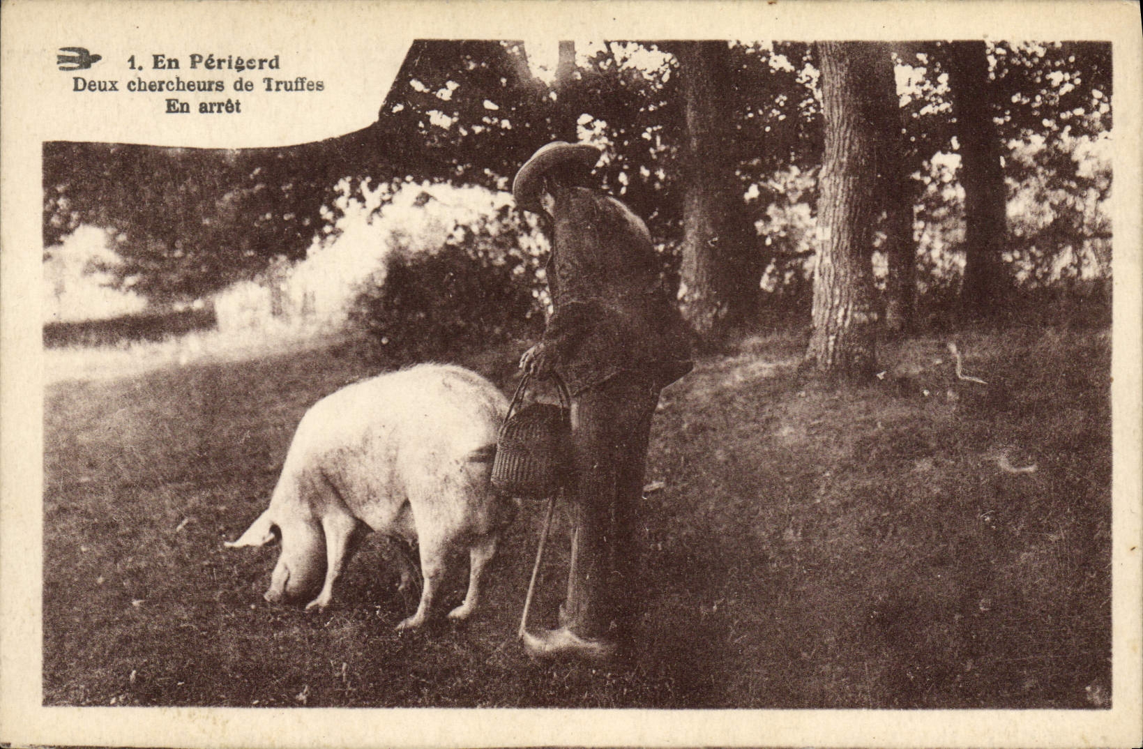 Folklore del cerdo del cerdo de la POSTAL de la VENDIMIA en Perigord dos investigadores de la trufa en parada