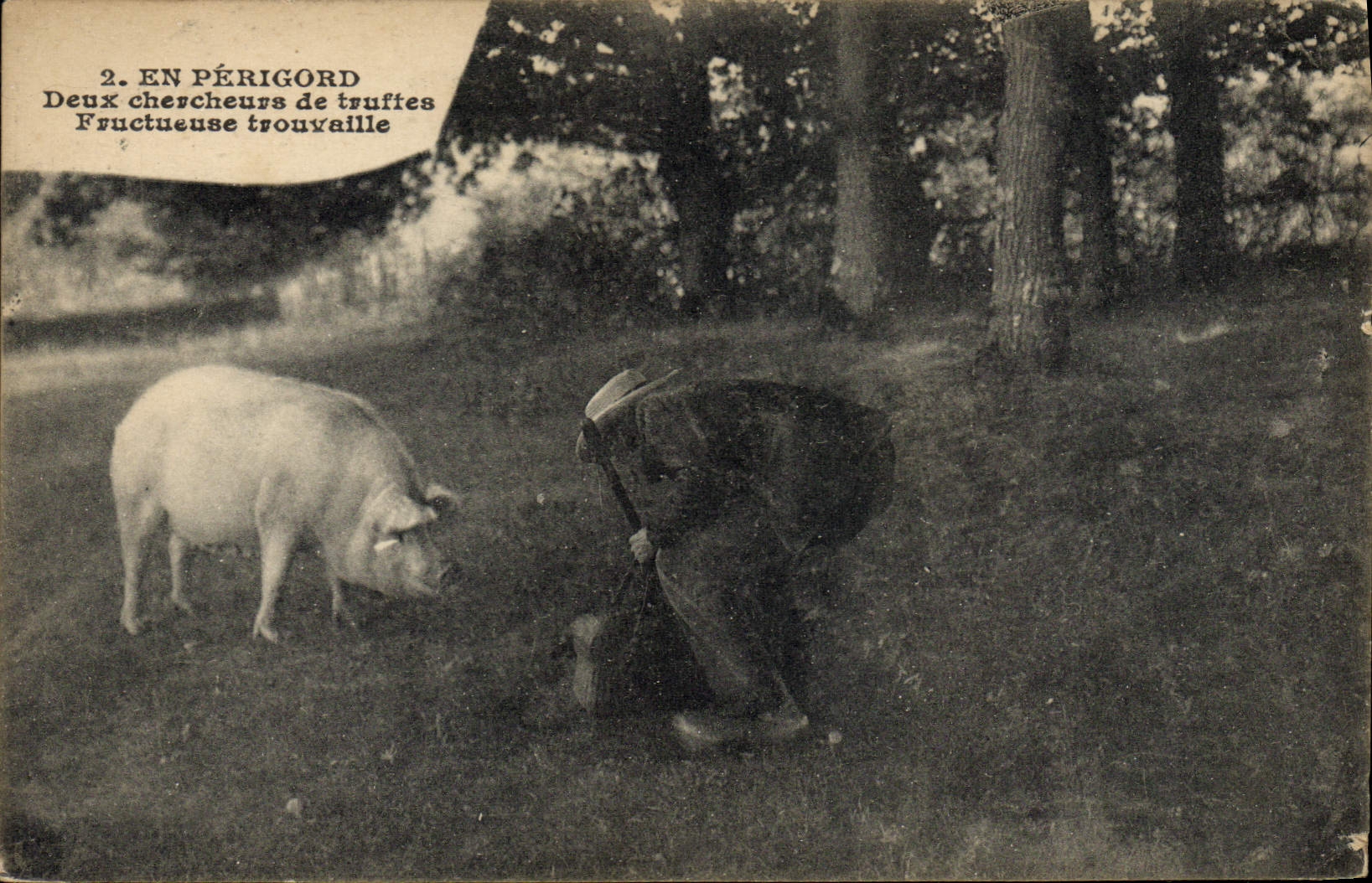 Folklore del cerdo del cerdo de la POSTAL de la VENDIMIA en el hallazgo afortunado de Fructueuse de los investigadores de la trufa de Perigord dos