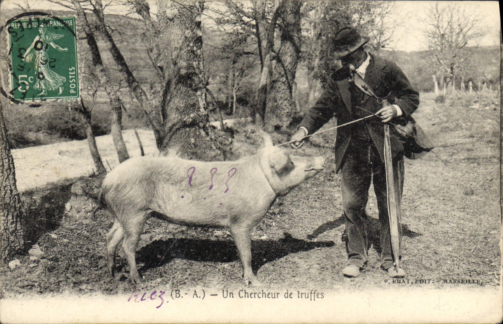 Folklore del cerdo del cerdo de la POSTAL de la VENDIMIA en Perigord un investigador de la trufa