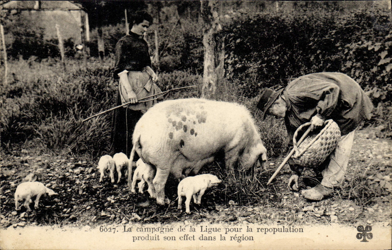 CPA Cochon Porc Folklore en Perigord Truffe