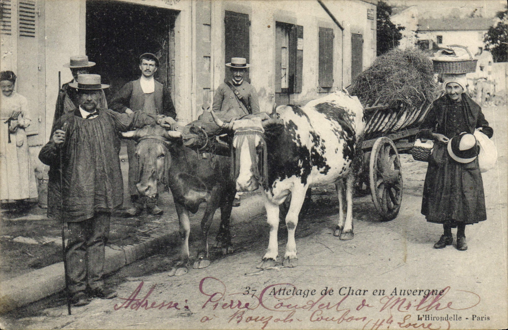 CPA Folklore Attelage de char en Auvergne TOP Vaches