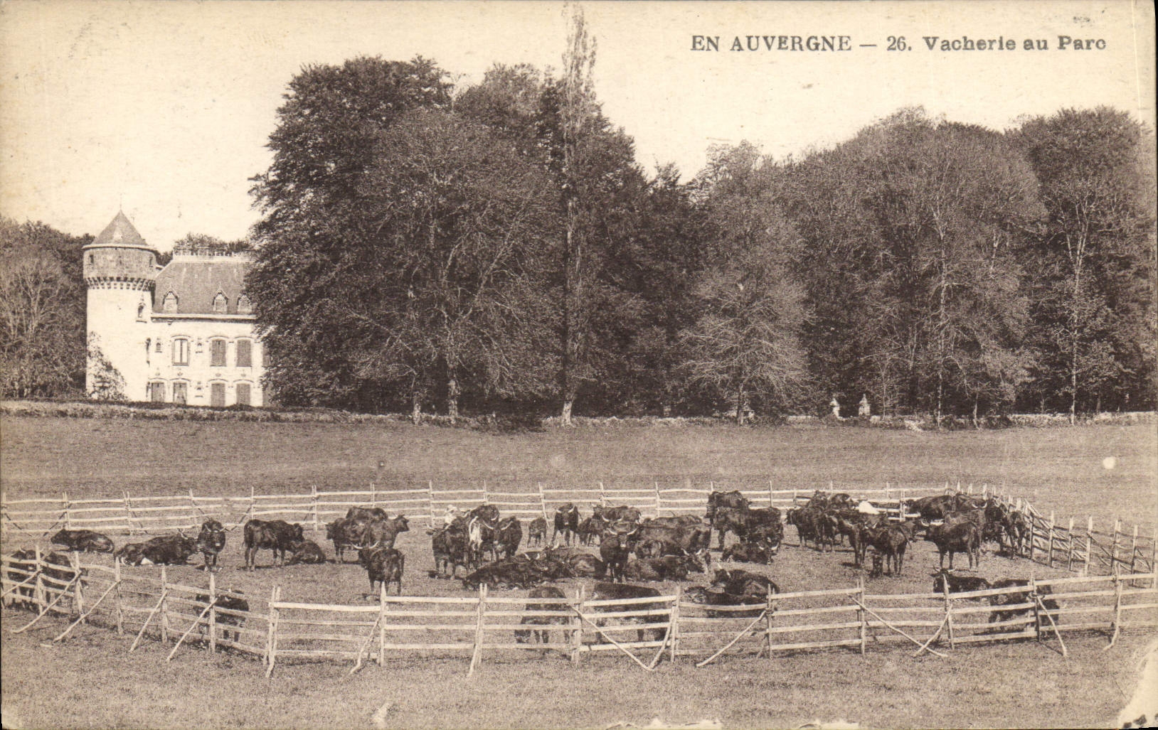 CPA Auvergne Vacherie au parc Vaches 