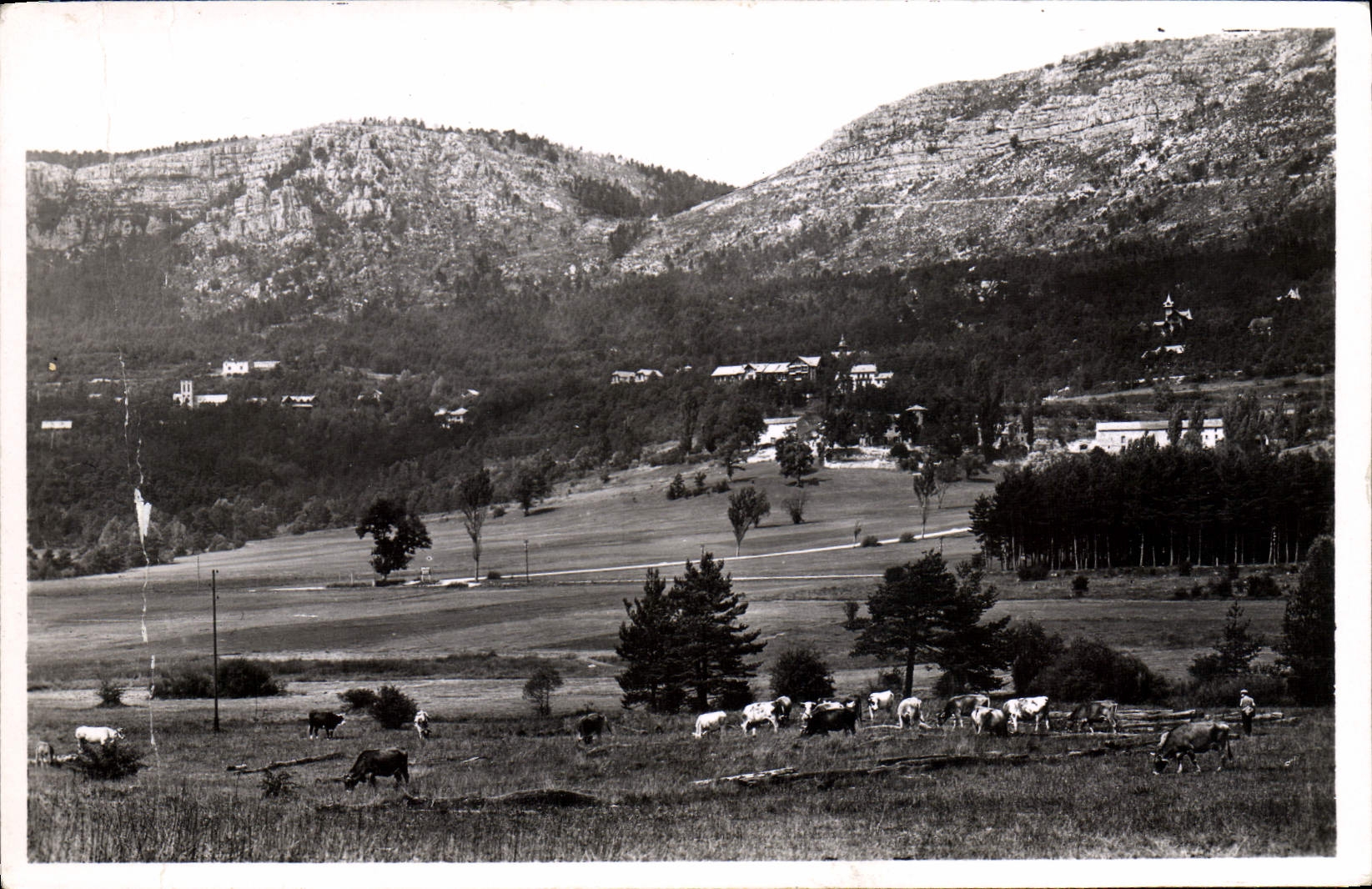VINTAGE POSTCARD Thorenc View And Collar De Bleyne Cows