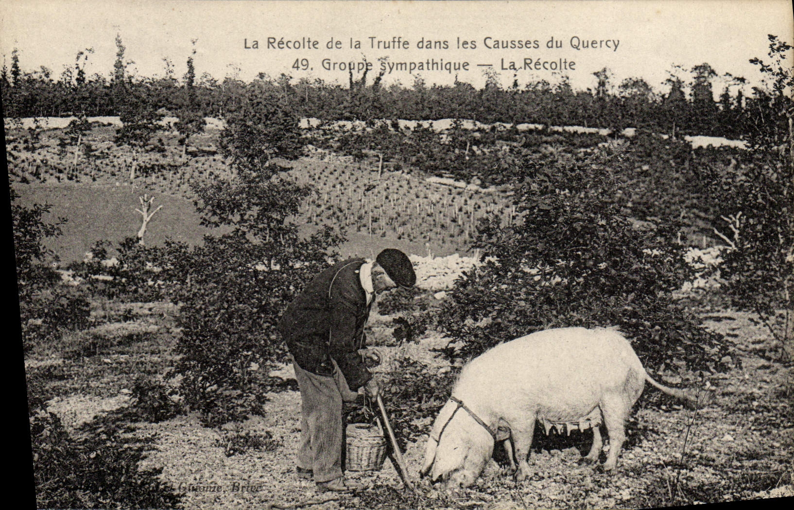 El folklore del cerdo de Cochon de la POSTAL de la VENDIMIA la cosecha de la trufa en causses de Quercy agrupa la TAPA comprensiva de la cosecha del nervio
