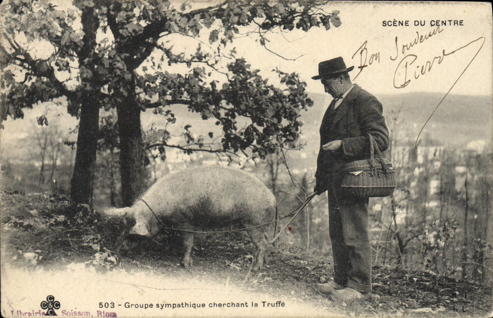 CPA Cochon Porc Folklore La recolte de la truffe Groupe sympathique la recolte TOP