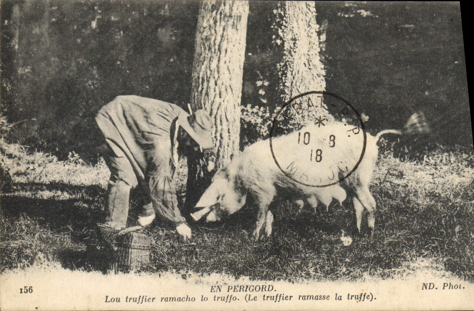 Folklore del cerdo del cerdo de la POSTAL de la VENDIMIA la cosecha de la trufa en la TAPA de Perigord