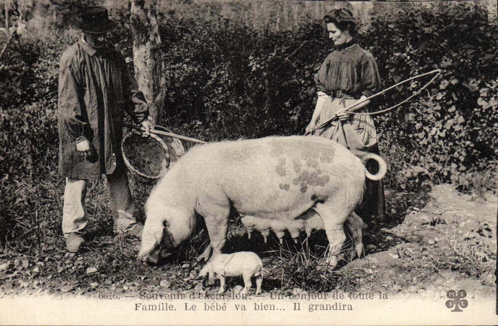 CPA Cochon Porc Folklore La recolte de la truffe Souvenirs d'excursion TOP