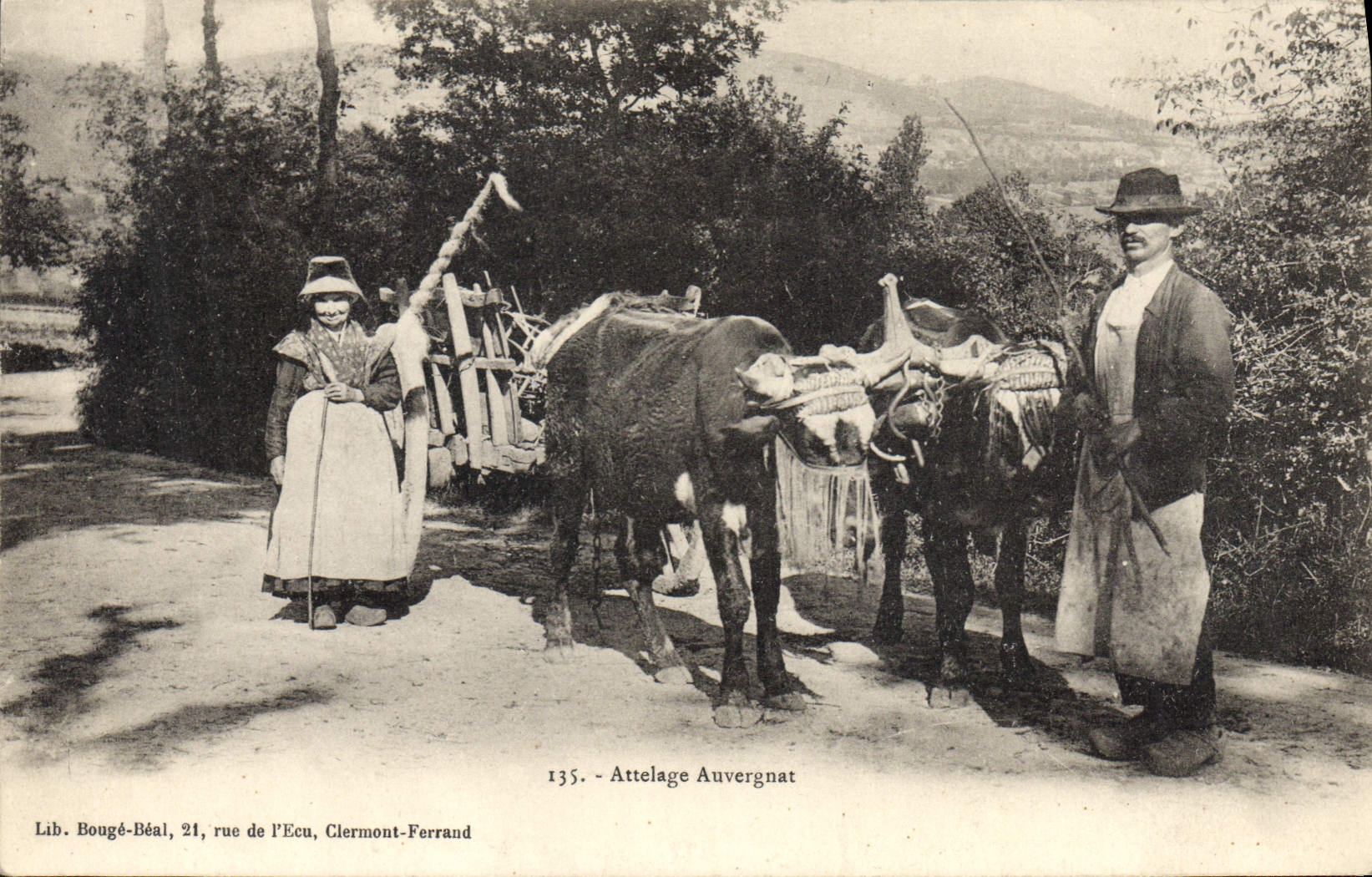 VINTAGE POSTCARD Coach Auvergnat Cows Folklore