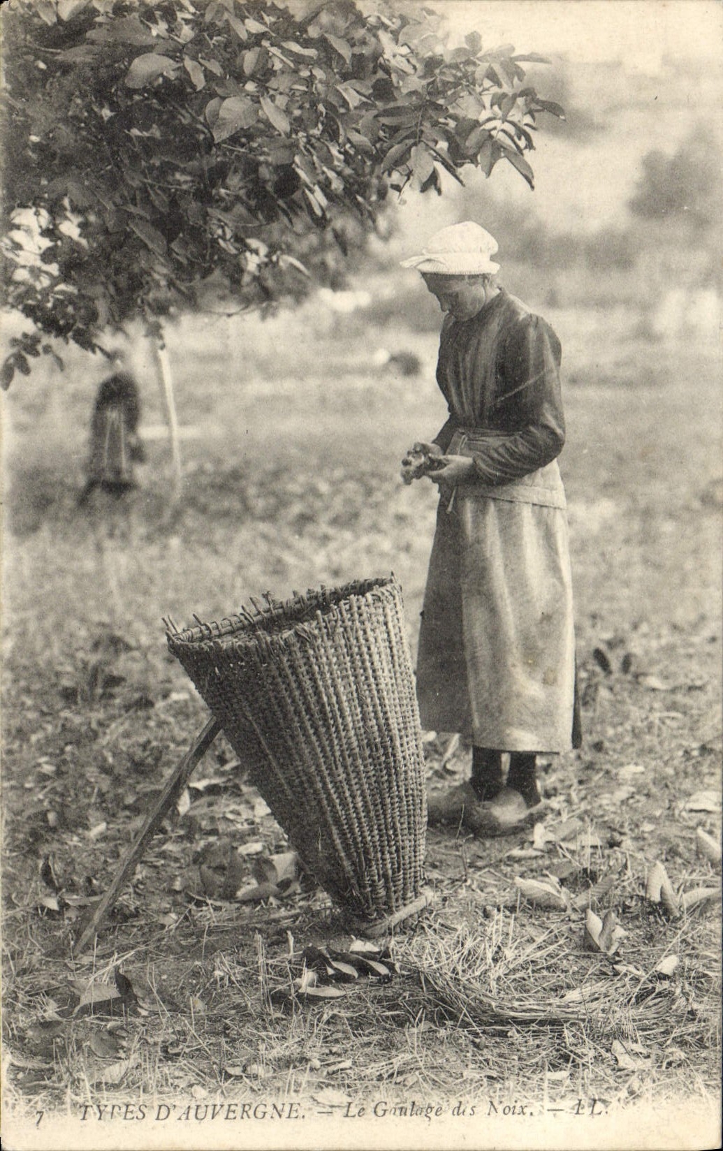 CPA Auvergne Le gaulage des noix Folklore