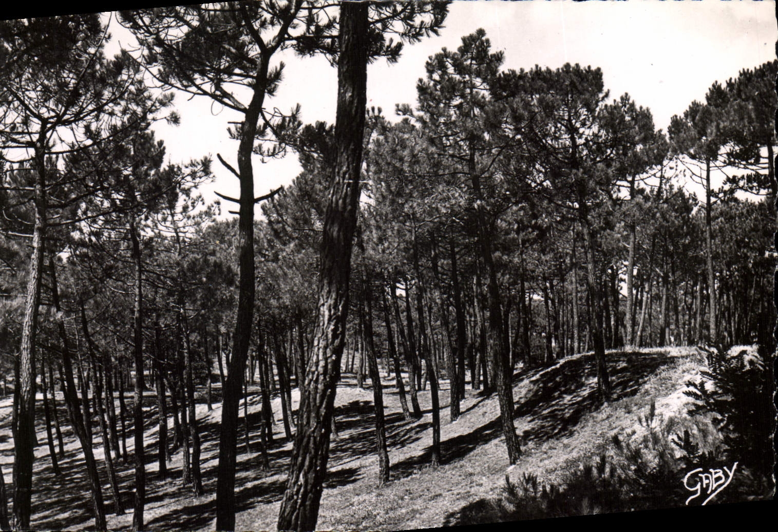 CPM Saint Jean De Monts La Foret
