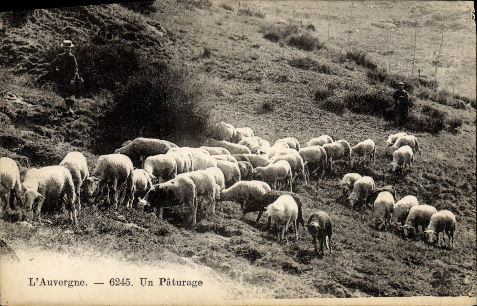 CPA Auvergne Un paturage Moutons Bergers