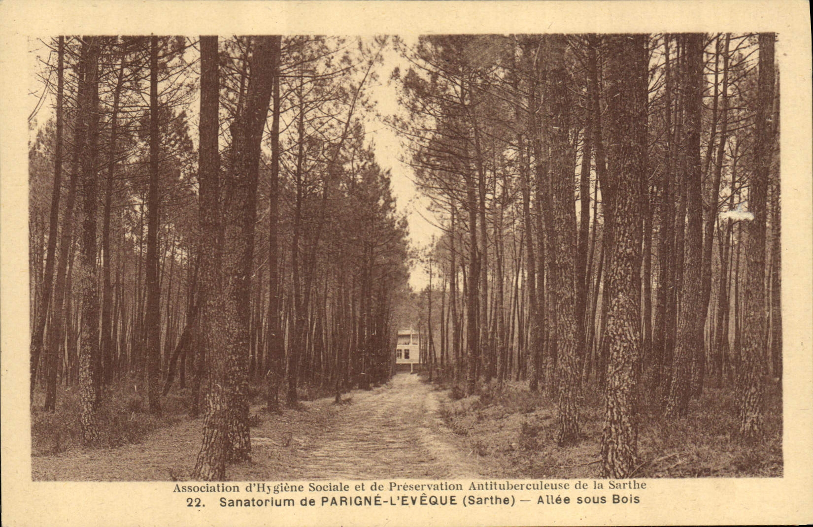 Sanatorio de la POSTAL de la VENDIMIA de Parigne el obispo Gone debajo de la madera