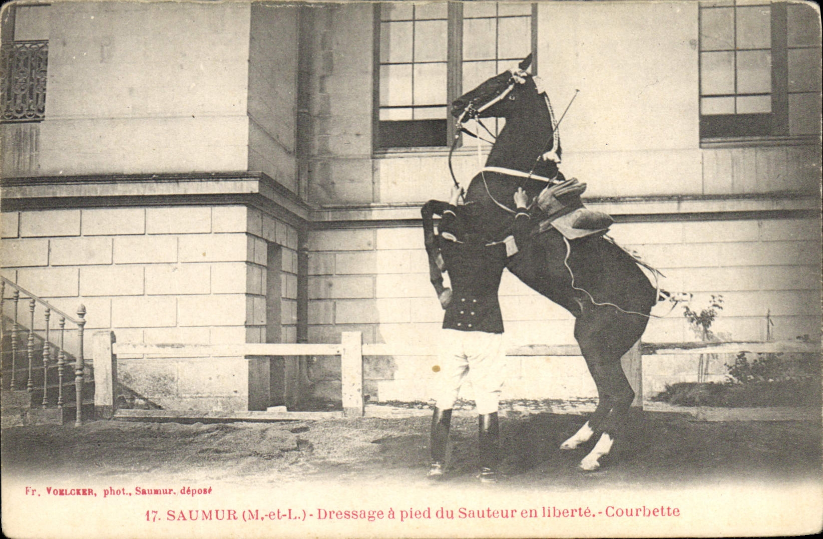 CPA Cheval Equitation Hippisme Saumur Dressage a pied du sauteur en liberte Courbette