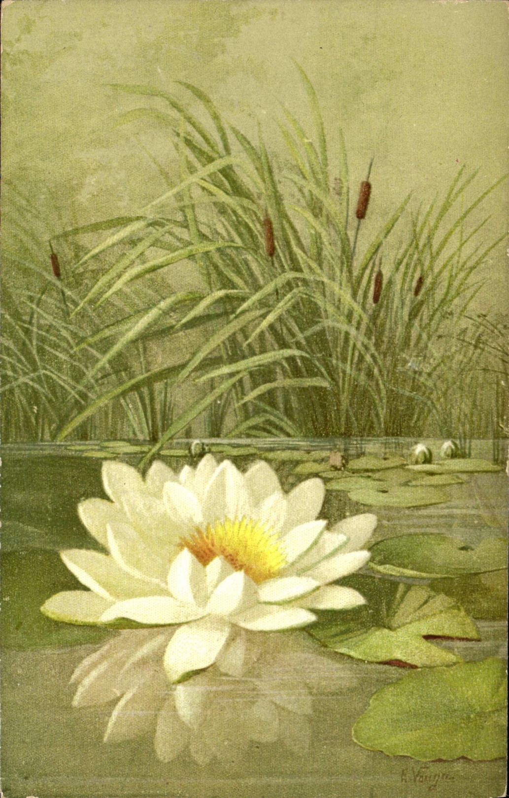 VINTAGE POSTCARD Fantasy Illustrator Flowers Water lily