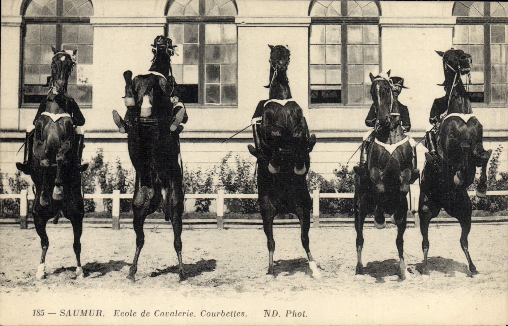CPA Cheval Equitation Hippisme Saumur Ecole de cavalerie Courbettes