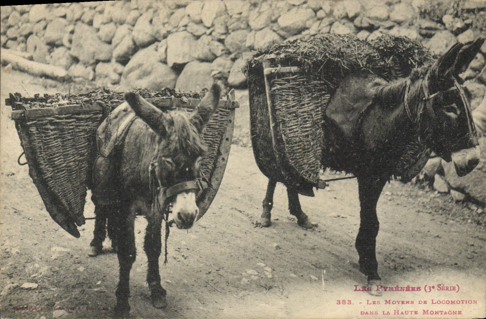 Medio de transporte del folklore de Pyrenees de la POSTAL de la VENDIMIA en la mula del asno de la alta montaña