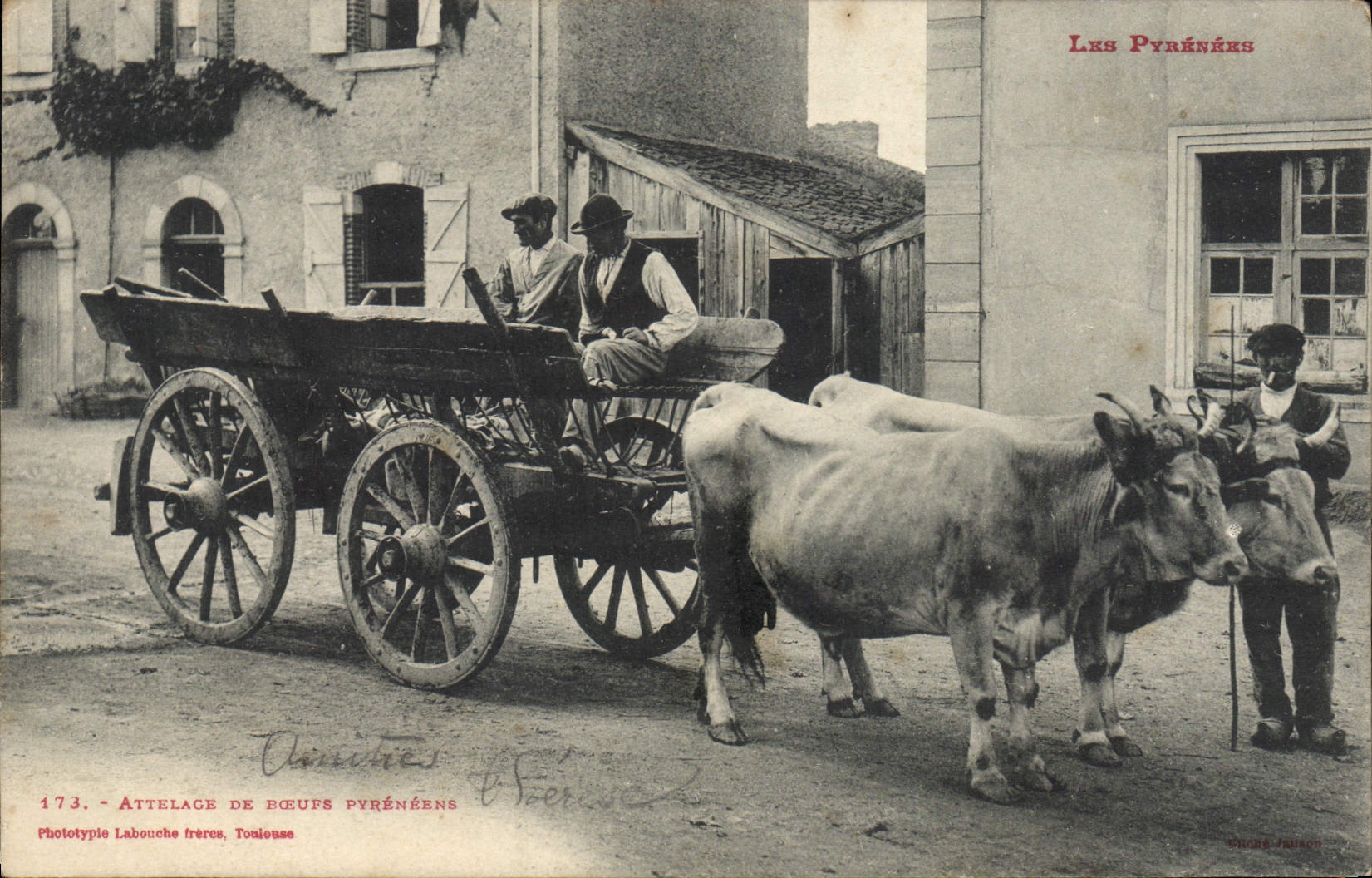 VINTAGE POSTCARD Folklore the Pyrenees Coach of Pyrenean oxen