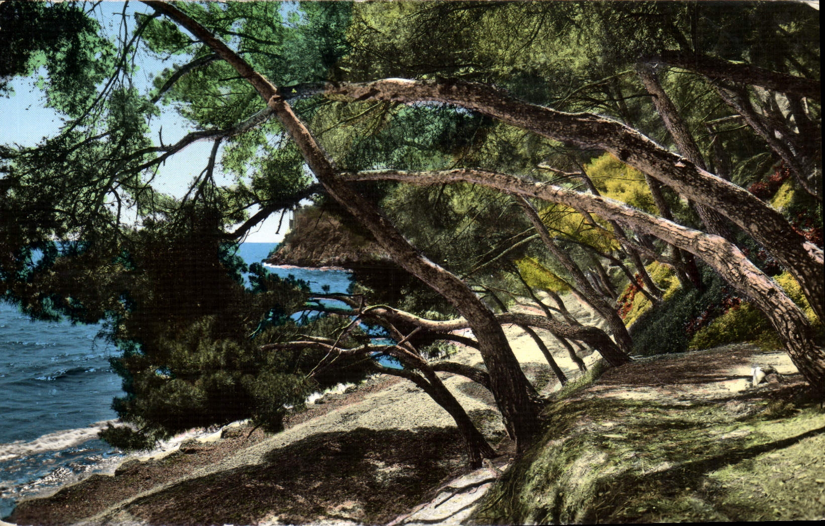 VINTAGE POSTCARD Cote Of Azure the Pines Lean And the Seaside