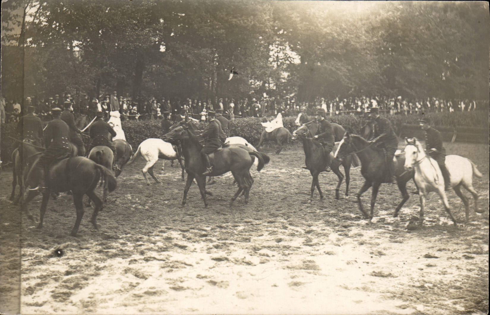 CARTE PHOTO Cheval Hippisme 