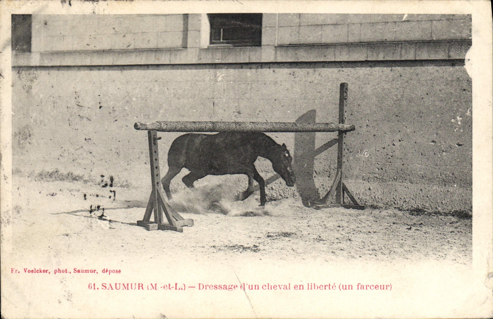 Aumento de Hippisme Saumur del caballo de la POSTAL de la VENDIMIA de un caballo en la libertad (bromista)