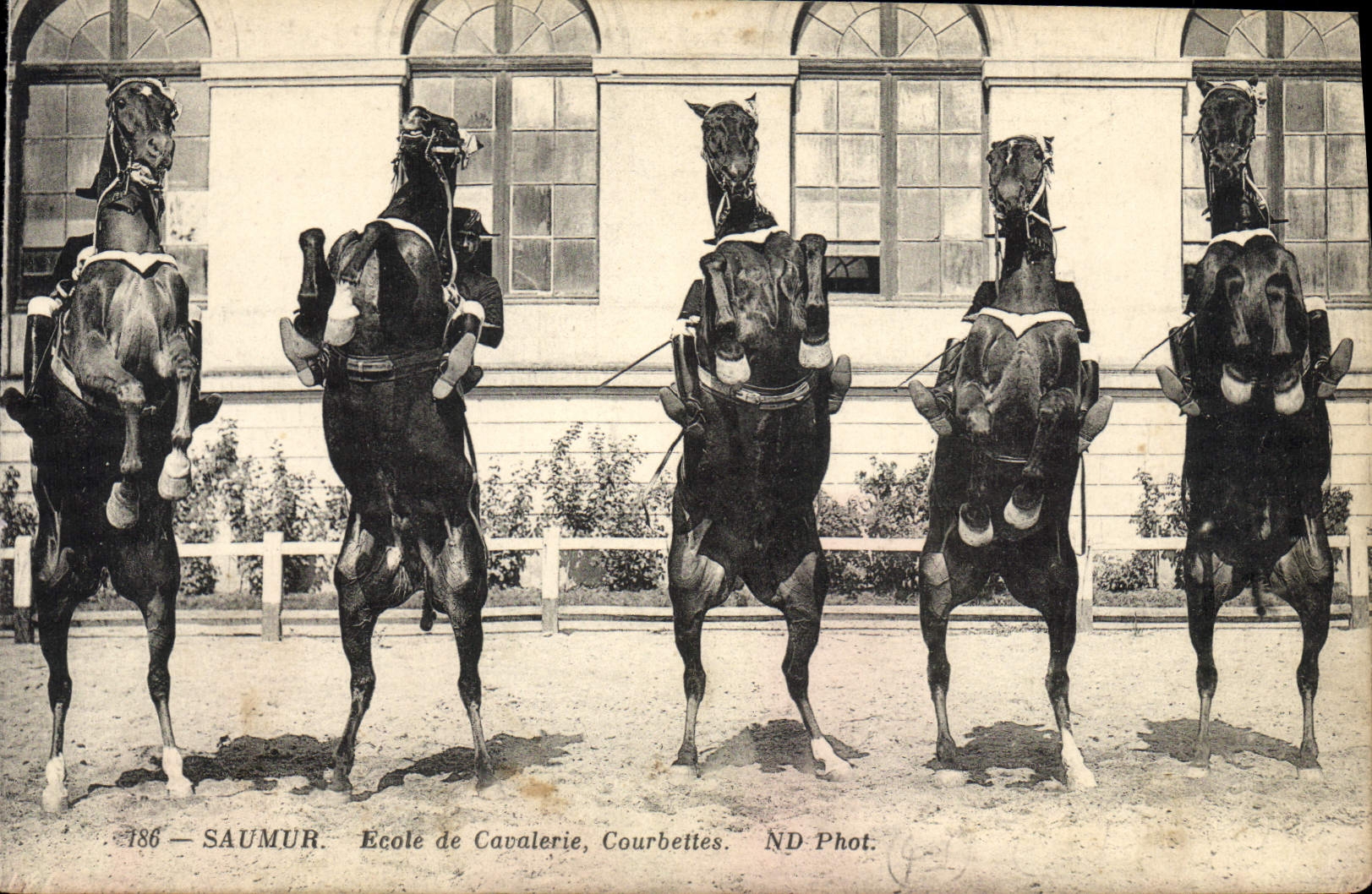 CPA Cheval Hippisme Saumur Ecole de cavalerie Courbettes