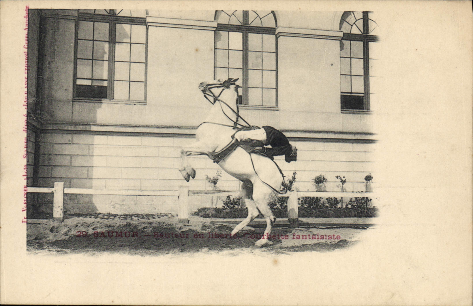 CPA Cheval Hippisme Saumur Sauteur en liberte Courbette fantaisiste