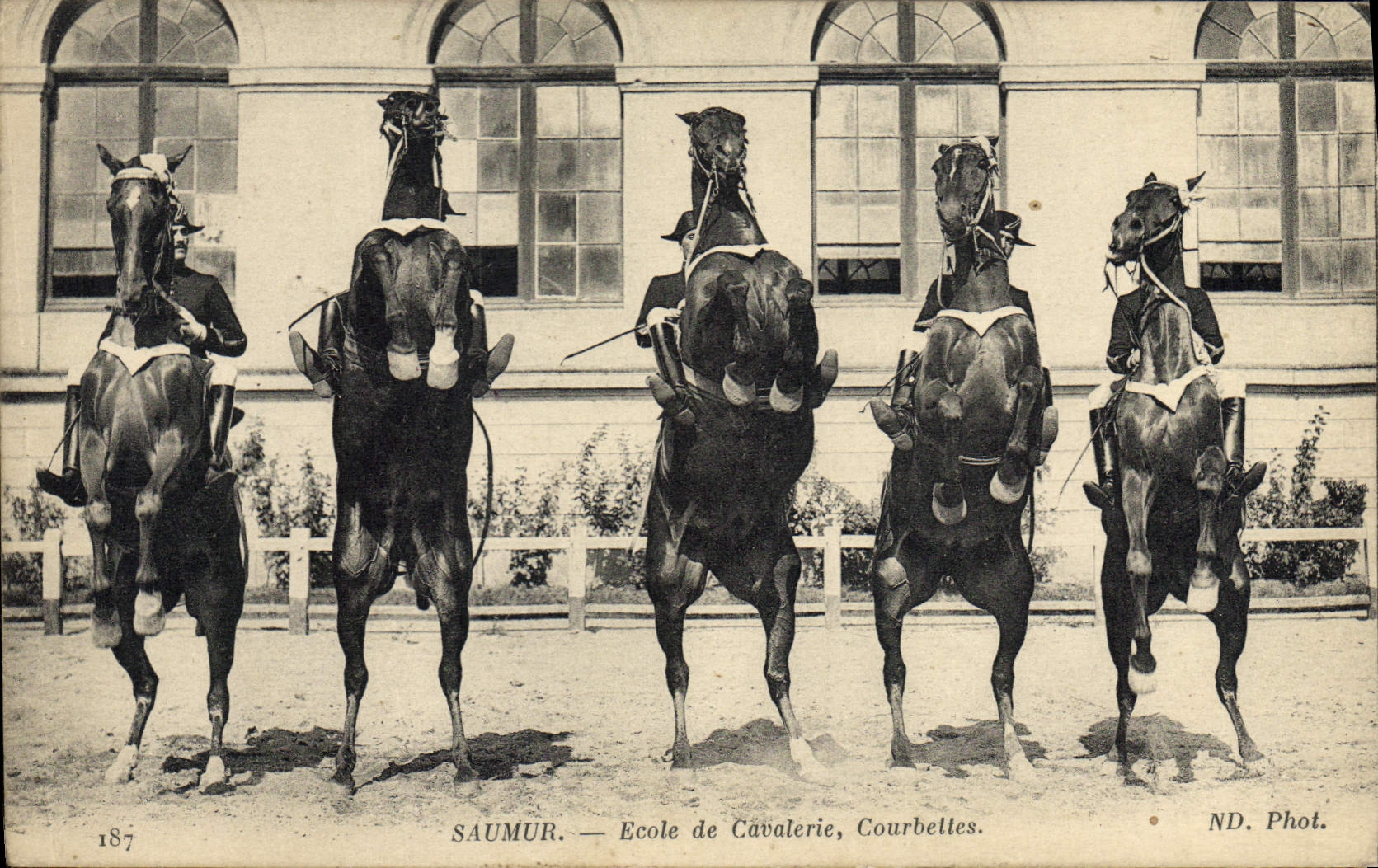 CPA Cheval Hippisme Saumur Ecole de cavalerie Courbettes