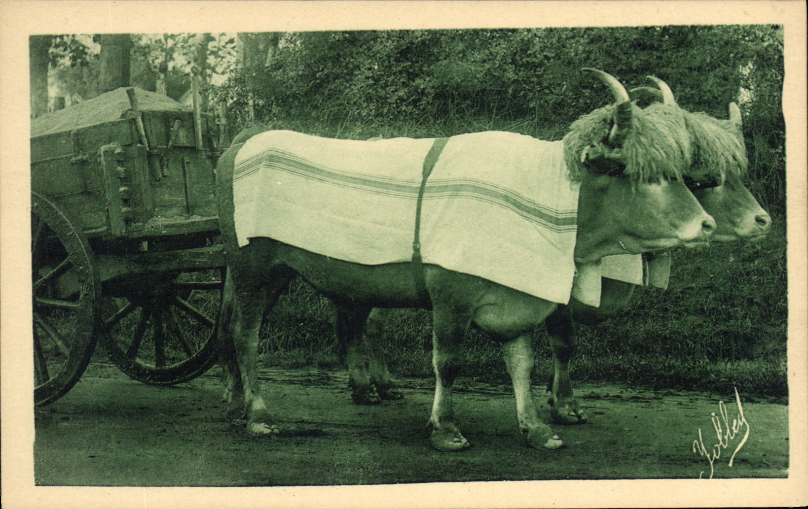 CPA Folklore Pays basque Attelage de boeufs