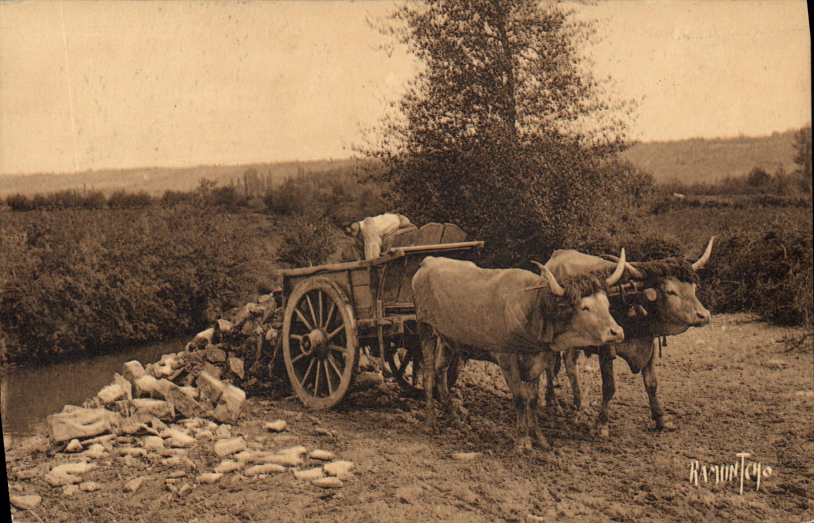 VINTAGE POSTCARD Basque Folklore Coach Oxen
