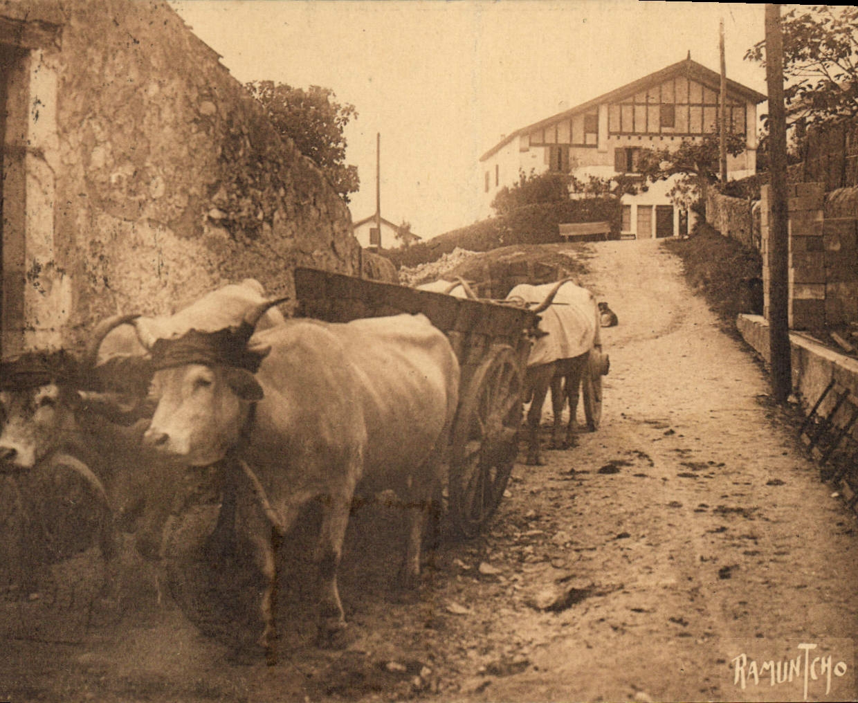 CPA Folklore Au pays basque Attelage de boeufs