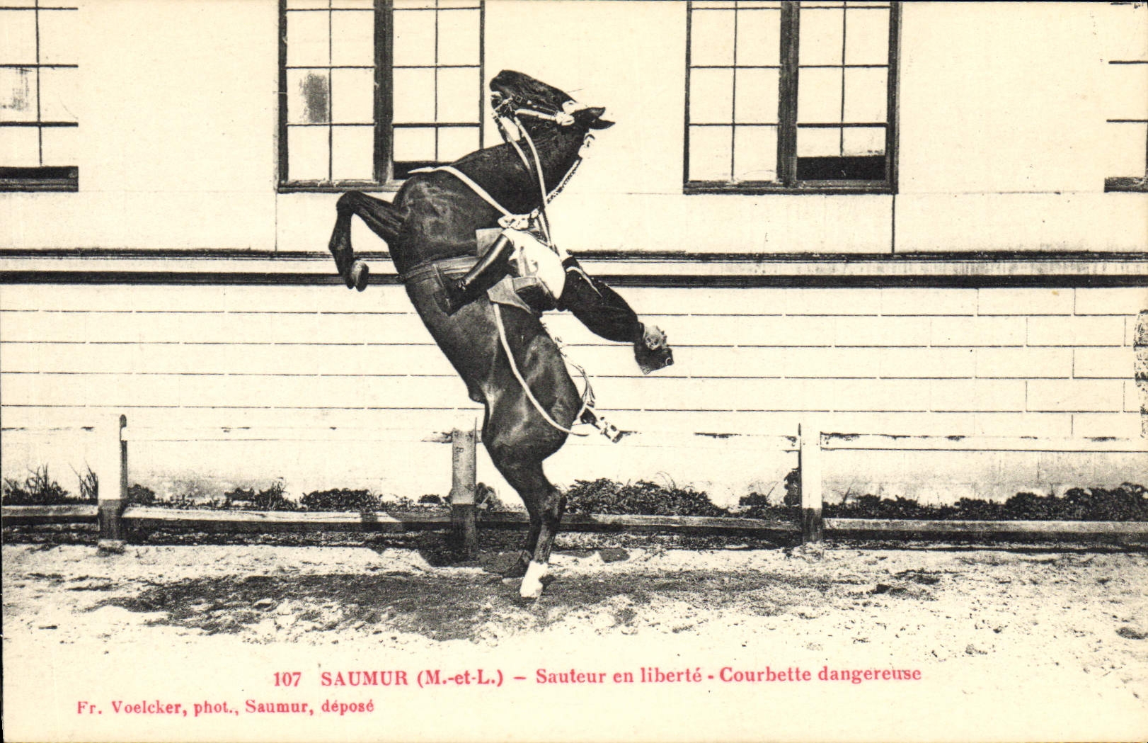 VINTAGE POSTCARD Horse Jumping Hippisme Saumur in dangerous Courbette freedom